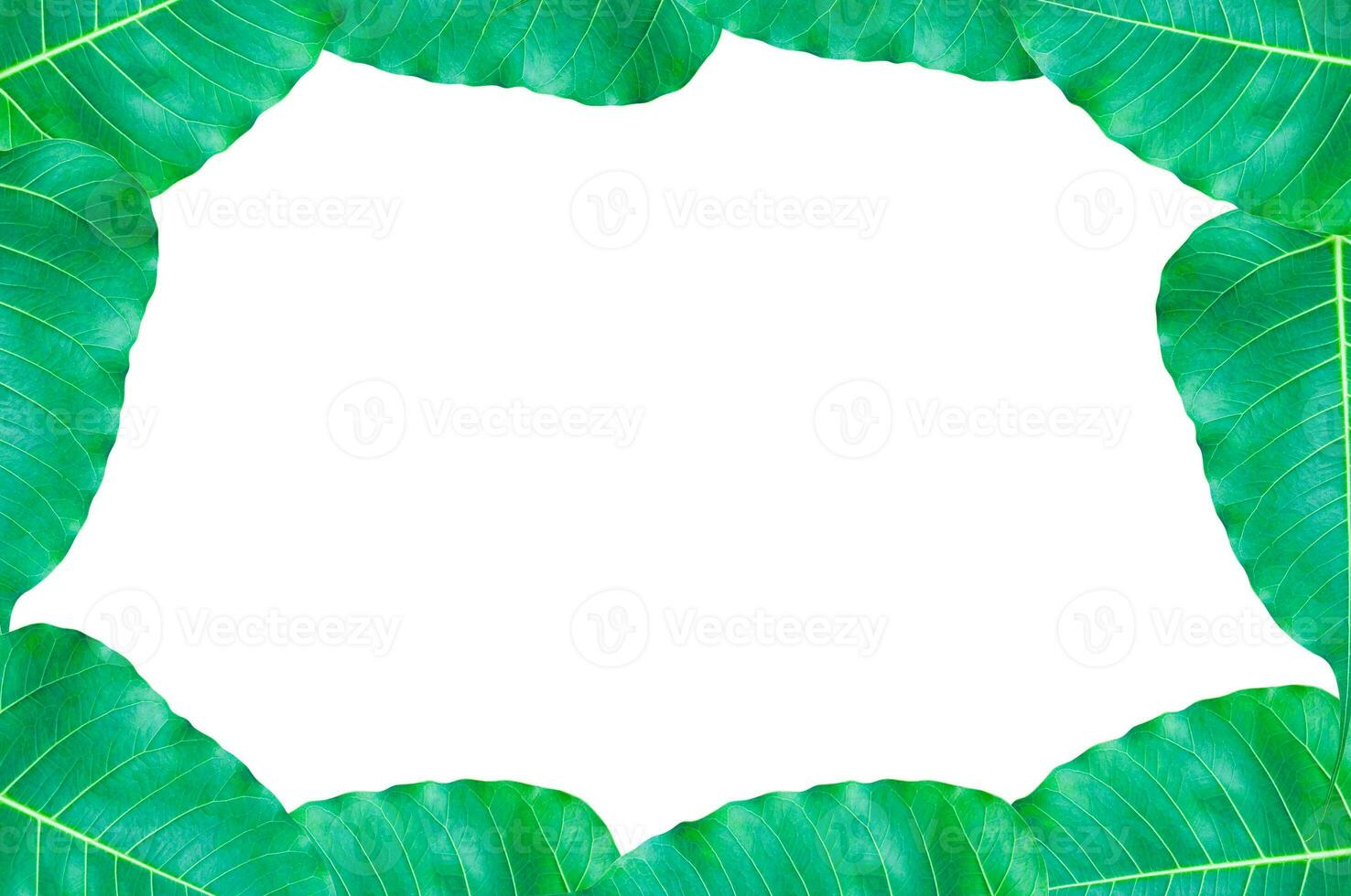 frame Green Bo leaves, leaves that are important in Buddhism isolate on white, for background,frame green leaves photo