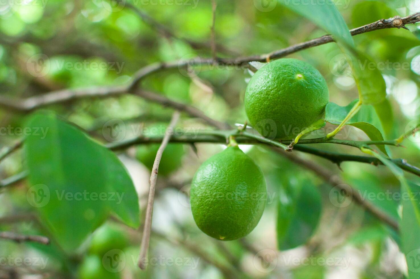 Fresh green limes raw lemon hanging on tree in garden, limes cultivation photo