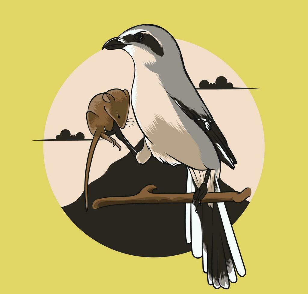 The Long-tailed Shrike birds on a branch holding mice vector