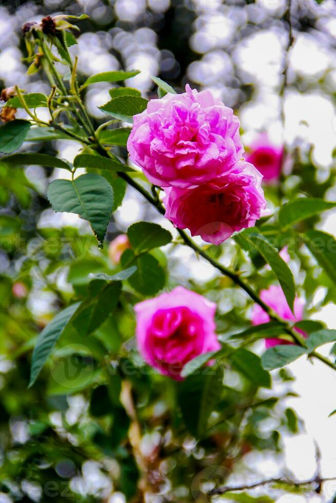 Rose flower on background blurry pink roses flower in the garden photo