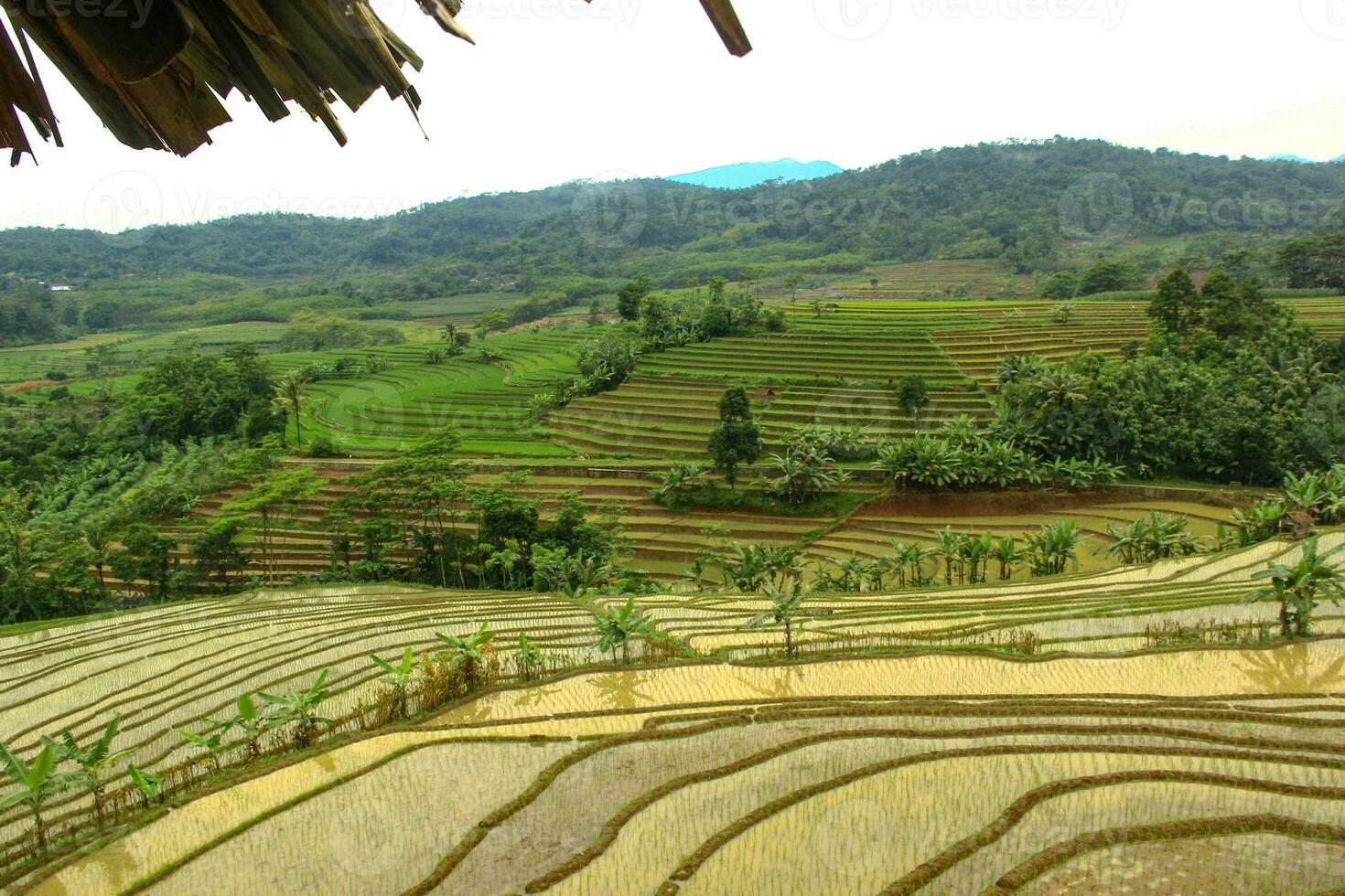 view of terraced rice fields in the countryside photo