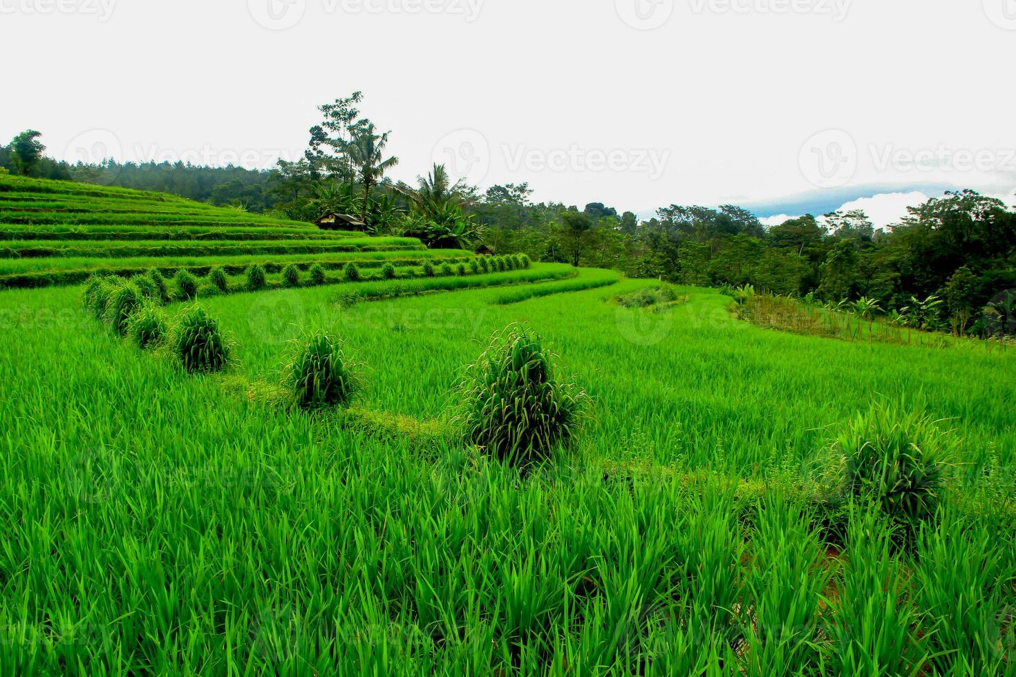 Green rice terraces landscape with rows of grass, Bali photo