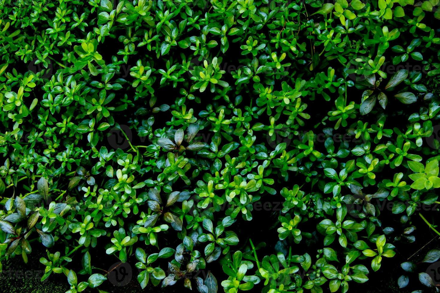 dark green leaves of native bacopa monnieri evergreen vines, earth day photo