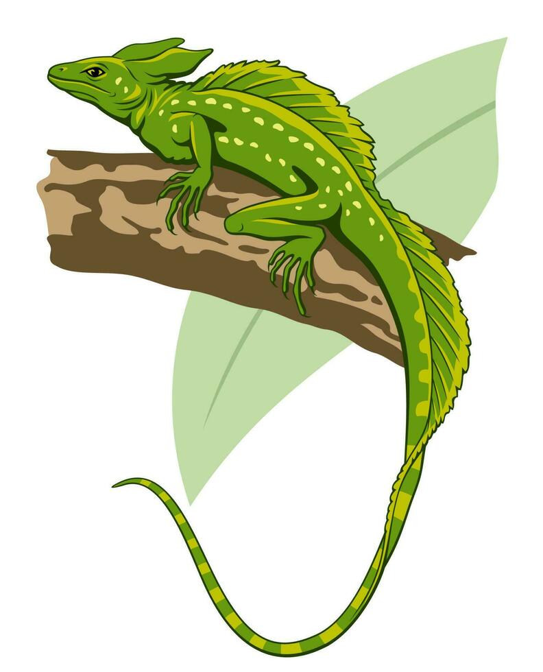 Green Basilisk, Jesus Lizard. Basiliscus plumifrons. Vector illustration.
