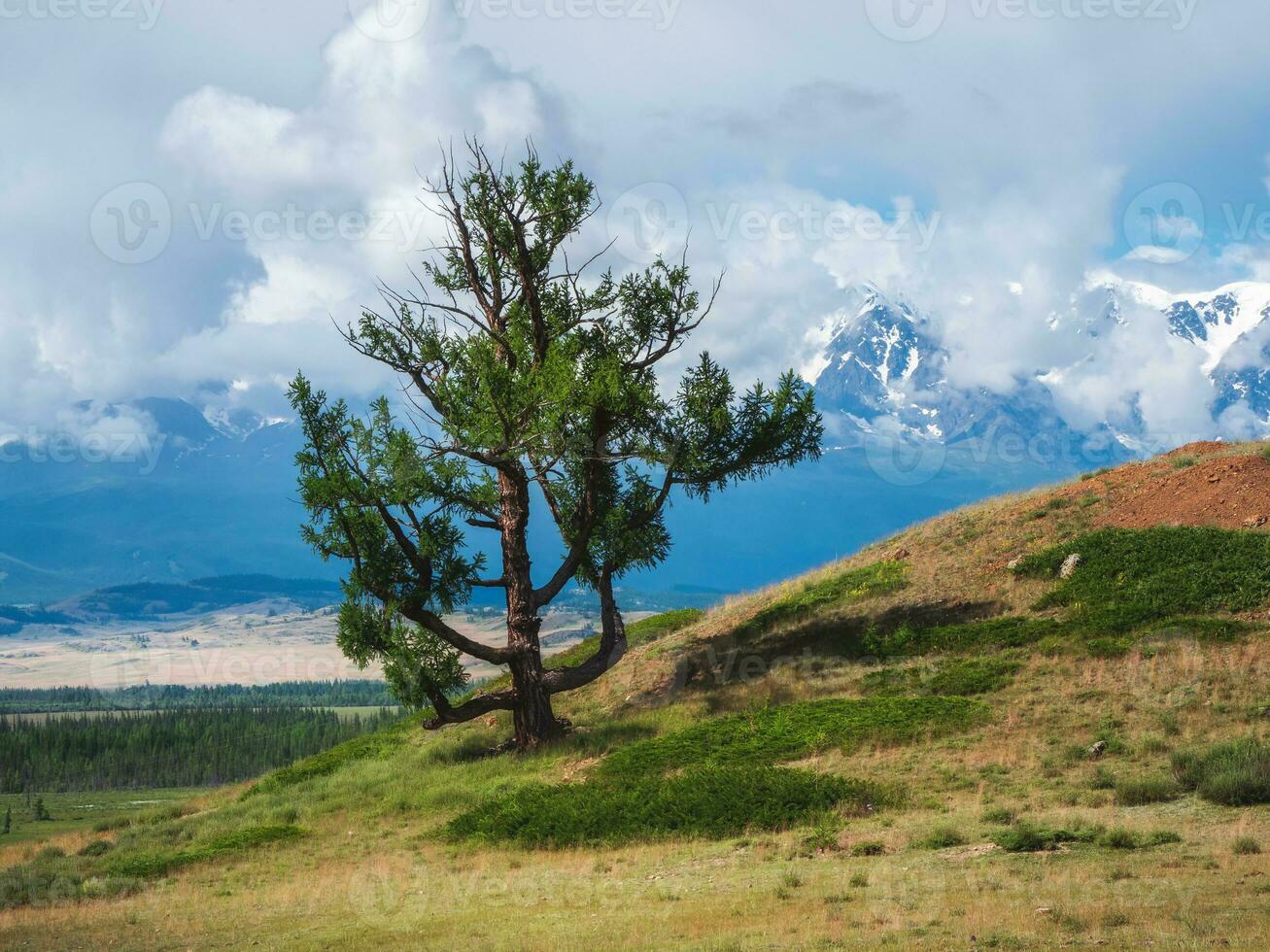 Bizarre lonely tree against the background of snow-capped mountains. Atmospheric green landscape with firs in mountains. photo