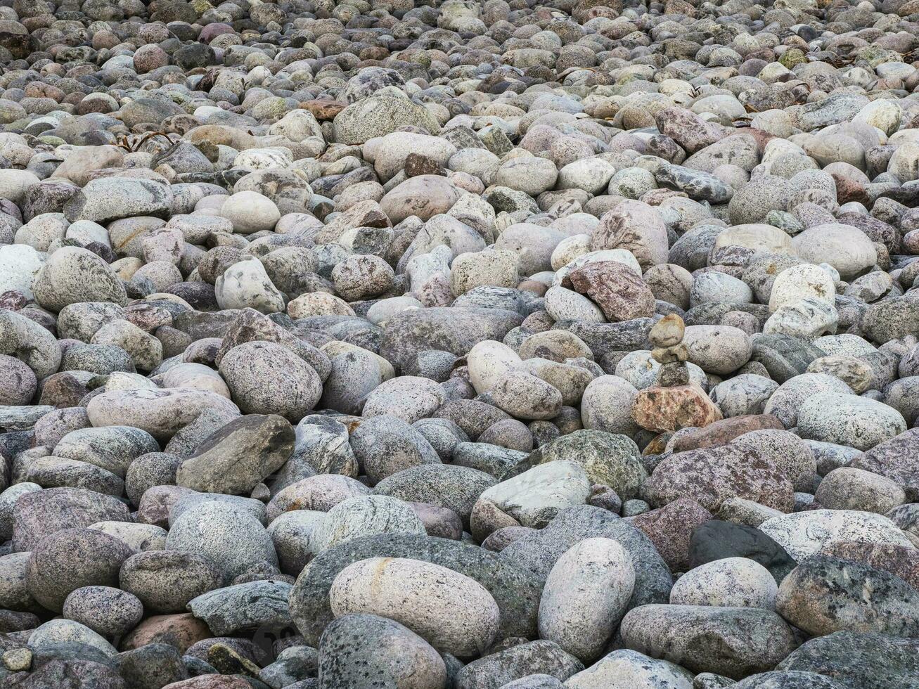 Natural background of pebbles on the seashore close-up. The surface of the beach on the north ocean is covered with large polished round stones of gray color of different sizes. photo