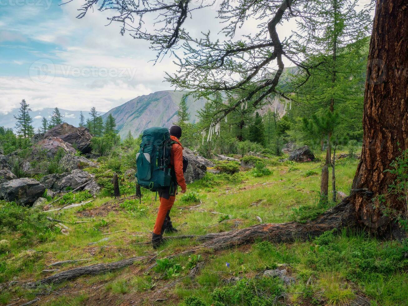 Happy male tourist with a large backpack in a green mountain forest passes by a large tree with symbolic ribbons. photo