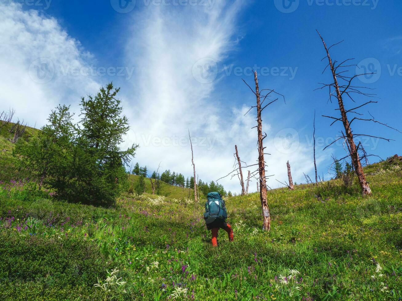 A traveler with a large backpack climbs a mountain with dry trees on the slope. Hiking in the highlands. Amazing bright mountain landscape of majestic nature. A person climbs high. photo