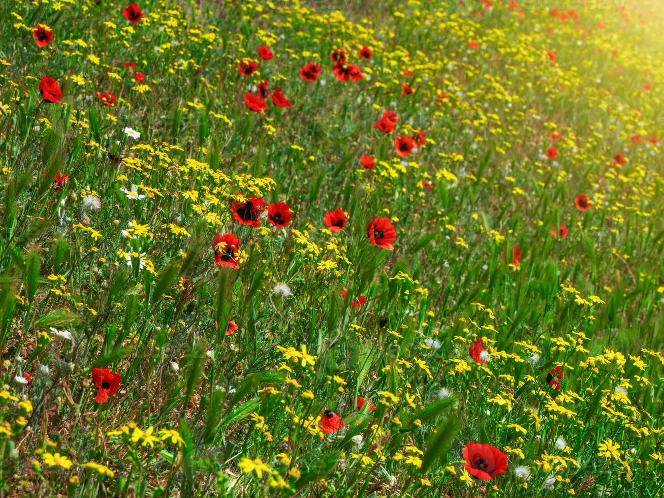 Summer sunny flower slope, mixed grass with mountain poppies. Natural floral background photo