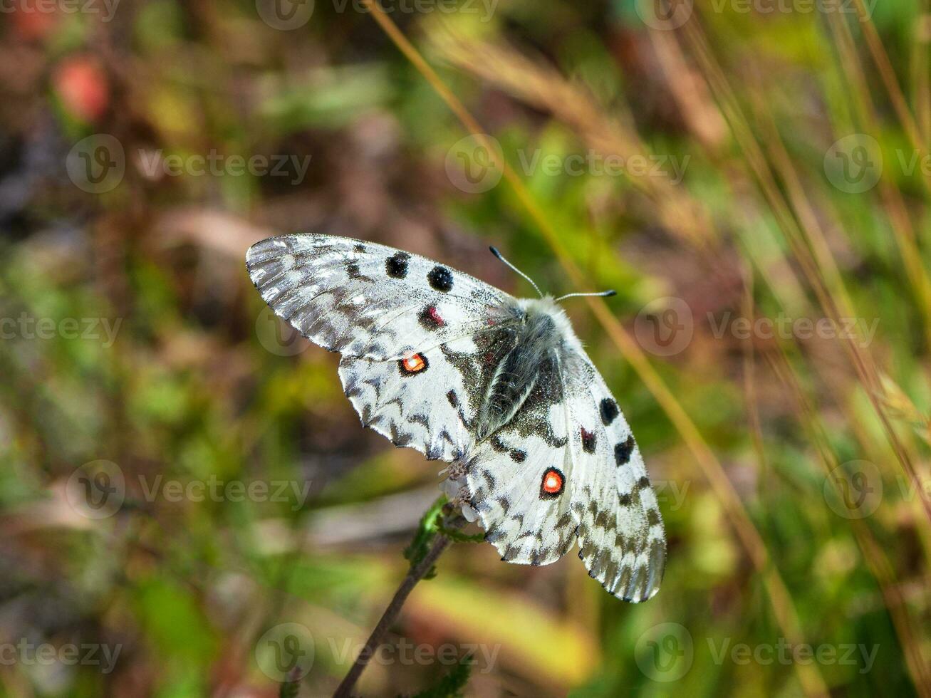 Rare male Apollo butterfly butterfly on a green lawn. Rare butterfly from Altai. Siberia, Russia photo