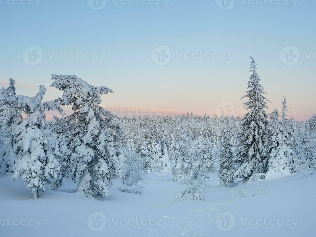 increíble ver de el cubierto con escarcha arboles en el nieve derivas mágico invierno bosque. natural paisaje con hermosa azul cielo. el renacimiento de el planeta. foto