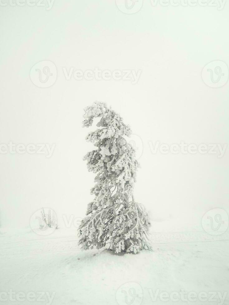 Soft focus. Magical bizarre silhouettes of trees are plastered with snow. Arctic harsh nature. A mystical fairy tale of the winter misty forest. Snow covered Christmas fir tree on mountainside. photo