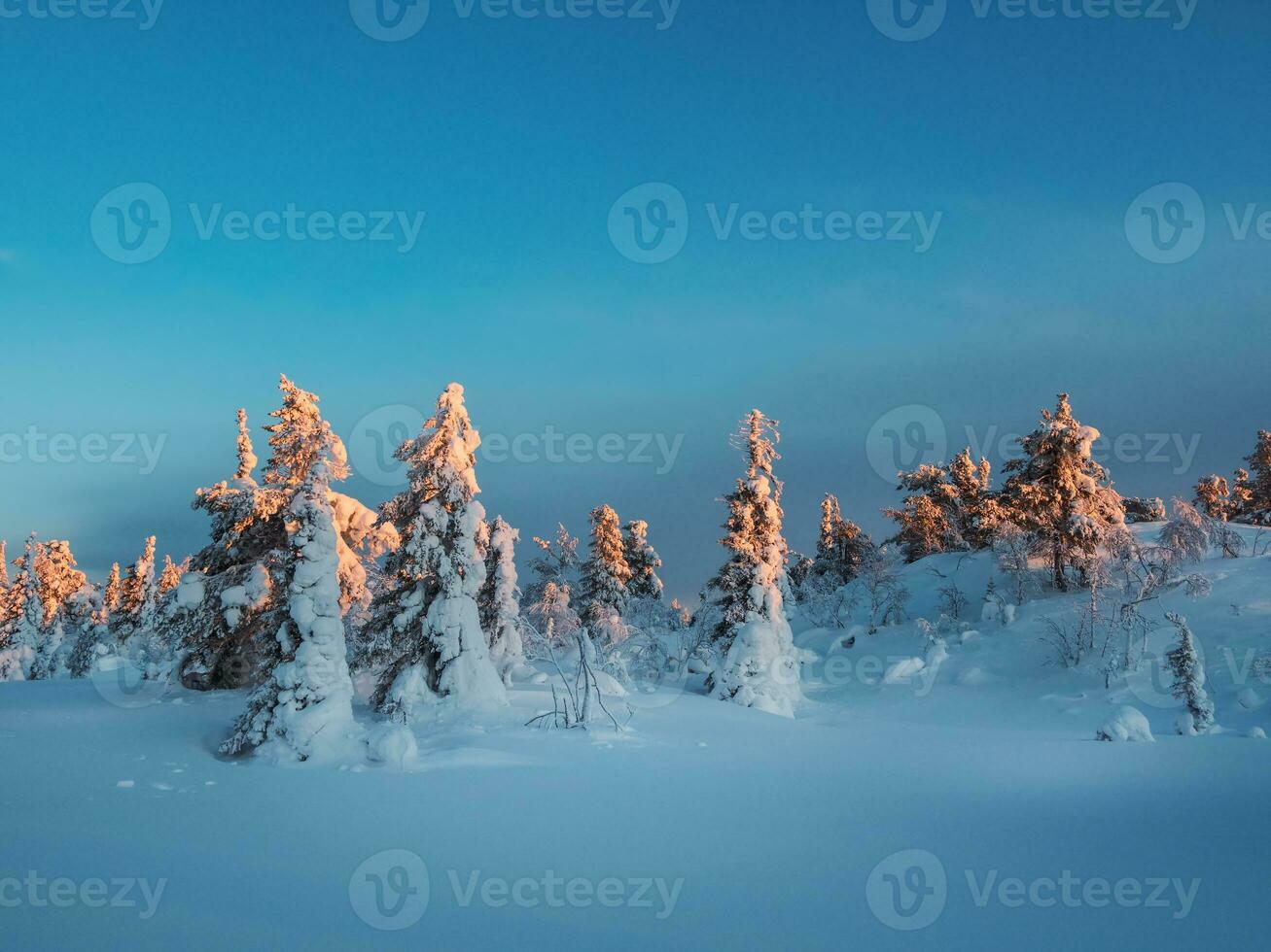 Golden morning light on snow-covered fir trees. Arctic harsh nature. Mystical fairy tale of the winter frost forest. Dawn northern minimalistic natural background. photo