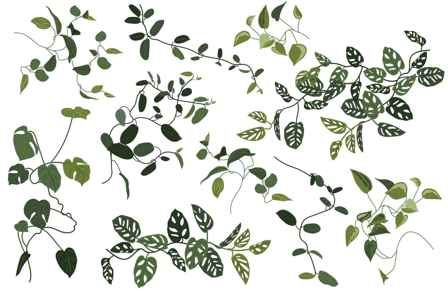 Tropical greenery set. Creepers, flowers. Monstera, philodendron, hoya. Stickers, clipart vector