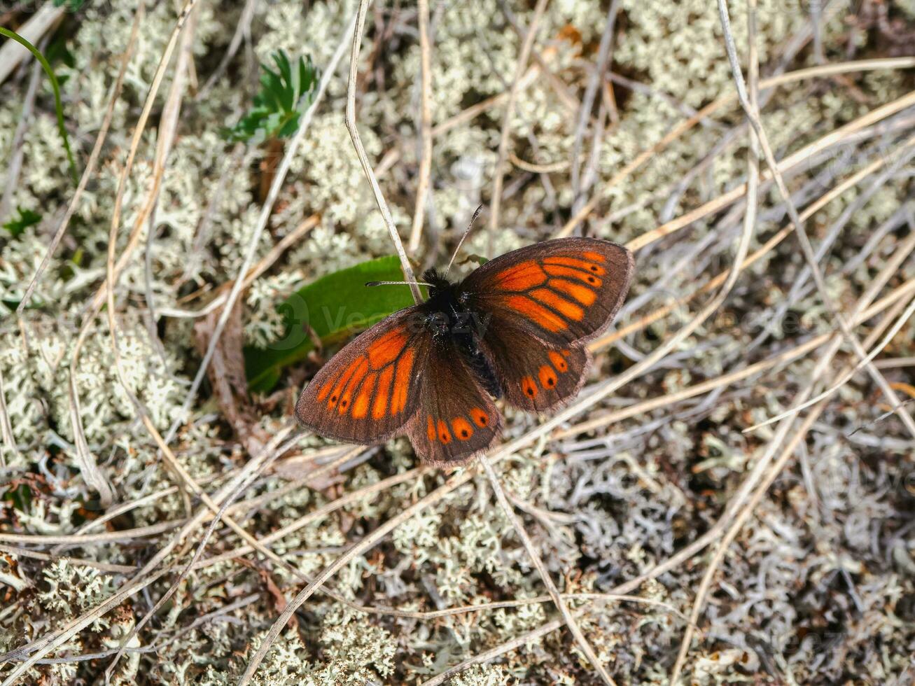 Selective focus. The Scotch argus lives in white moss in Altai mountains. Siberia. photo