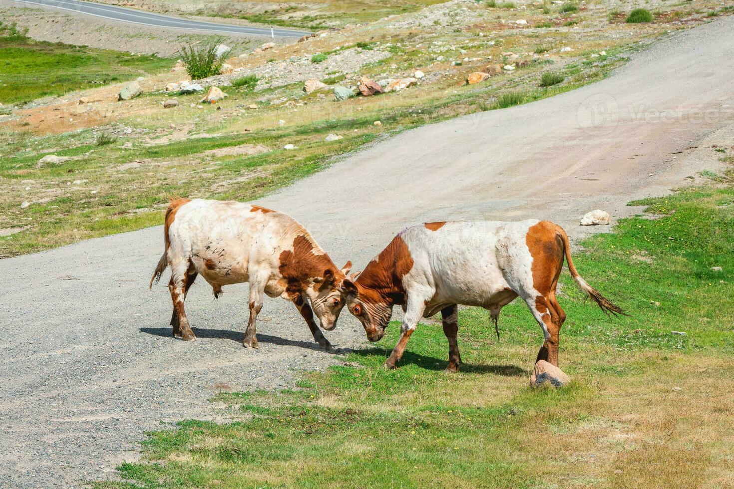 Two bulls on the road to measure their strength. photo