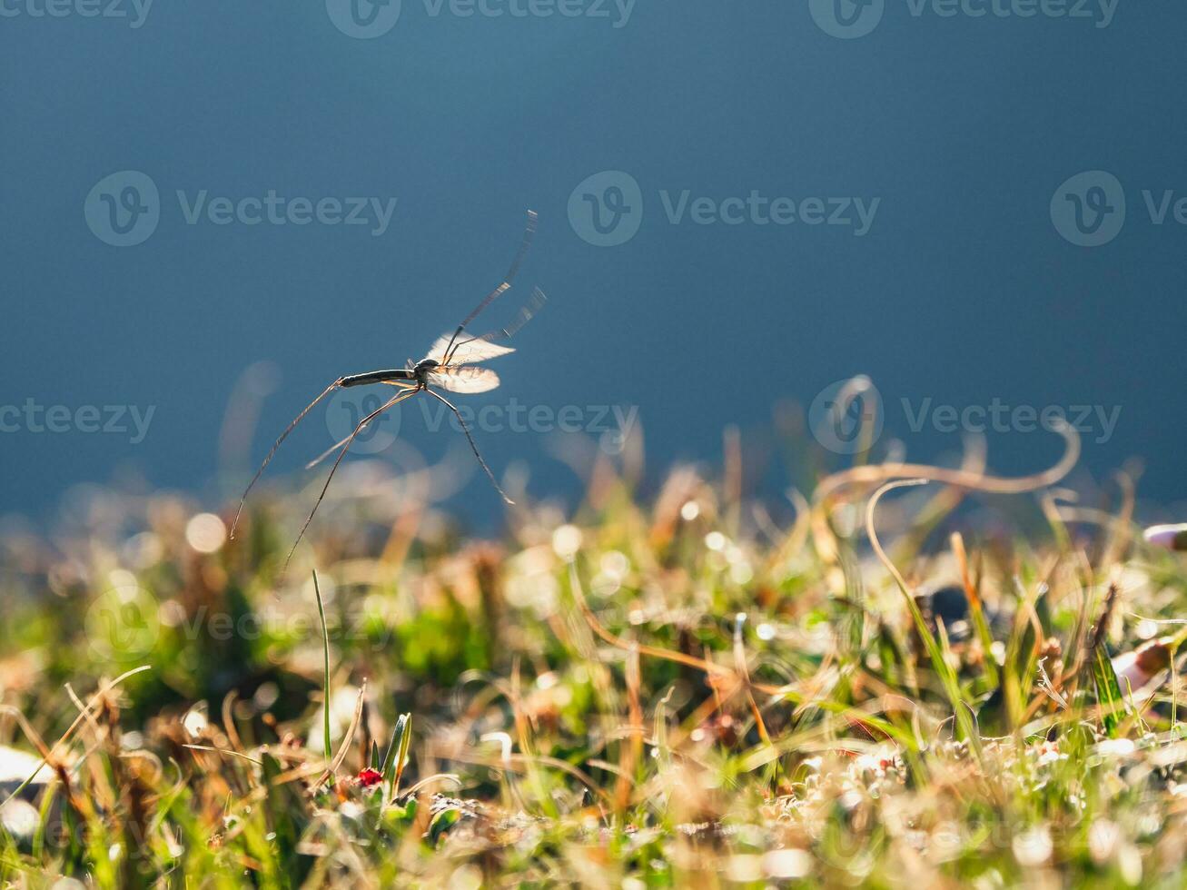 Large mosquito in flight. A moving mosquito. Soft focus. photo