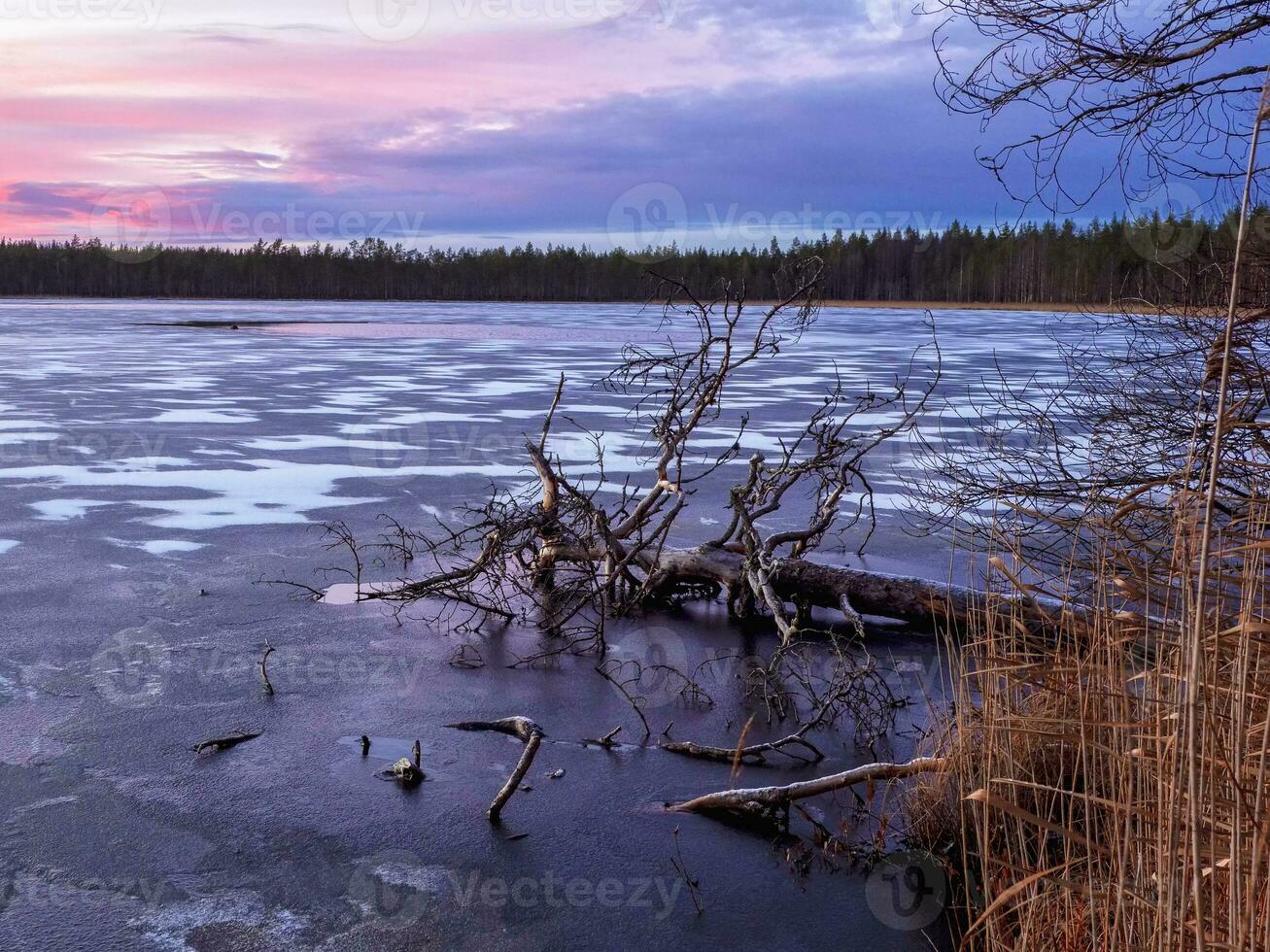 Evening winter frosty landscape with a frozen fallen tree in the lake. photo