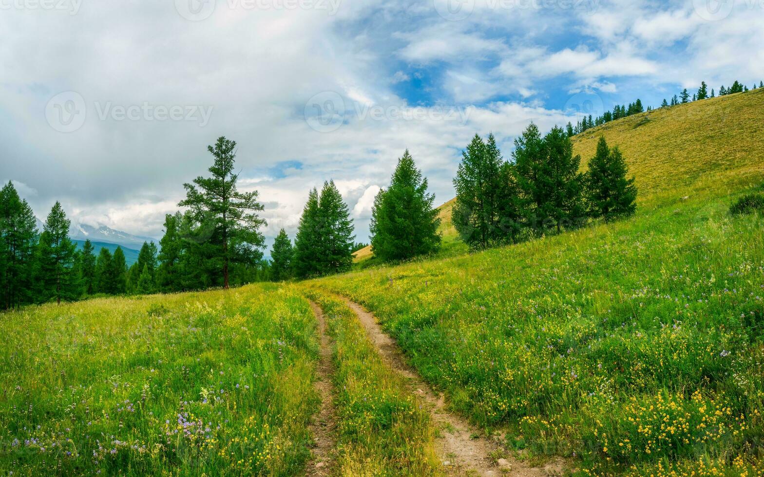 The road through the meadow. Atmospheric green forest landscape. Minimalist panoramic scenery with edge coniferous forest and rocks in light mist. Mountain alpine woodland. photo
