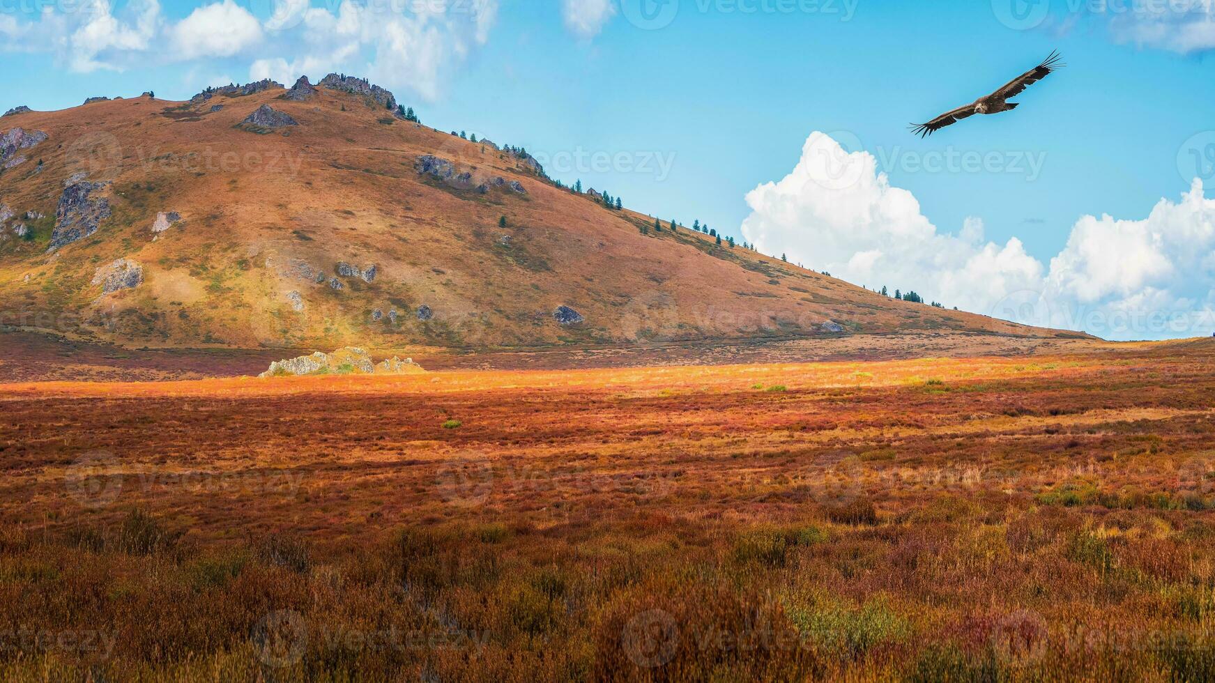 Sun rays on an autumn mountain valley with a flying bird of prey. Dramatic autumn scenery with mountain gold sunshine and multicolor mountains. photo