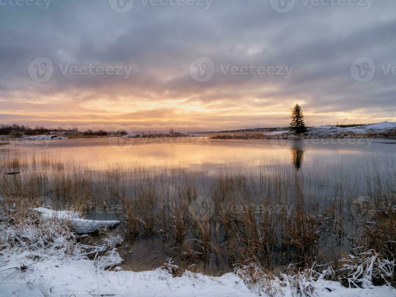 A magical purple sunset with a lonely Christmas tree on an island with a reflection in the water. photo