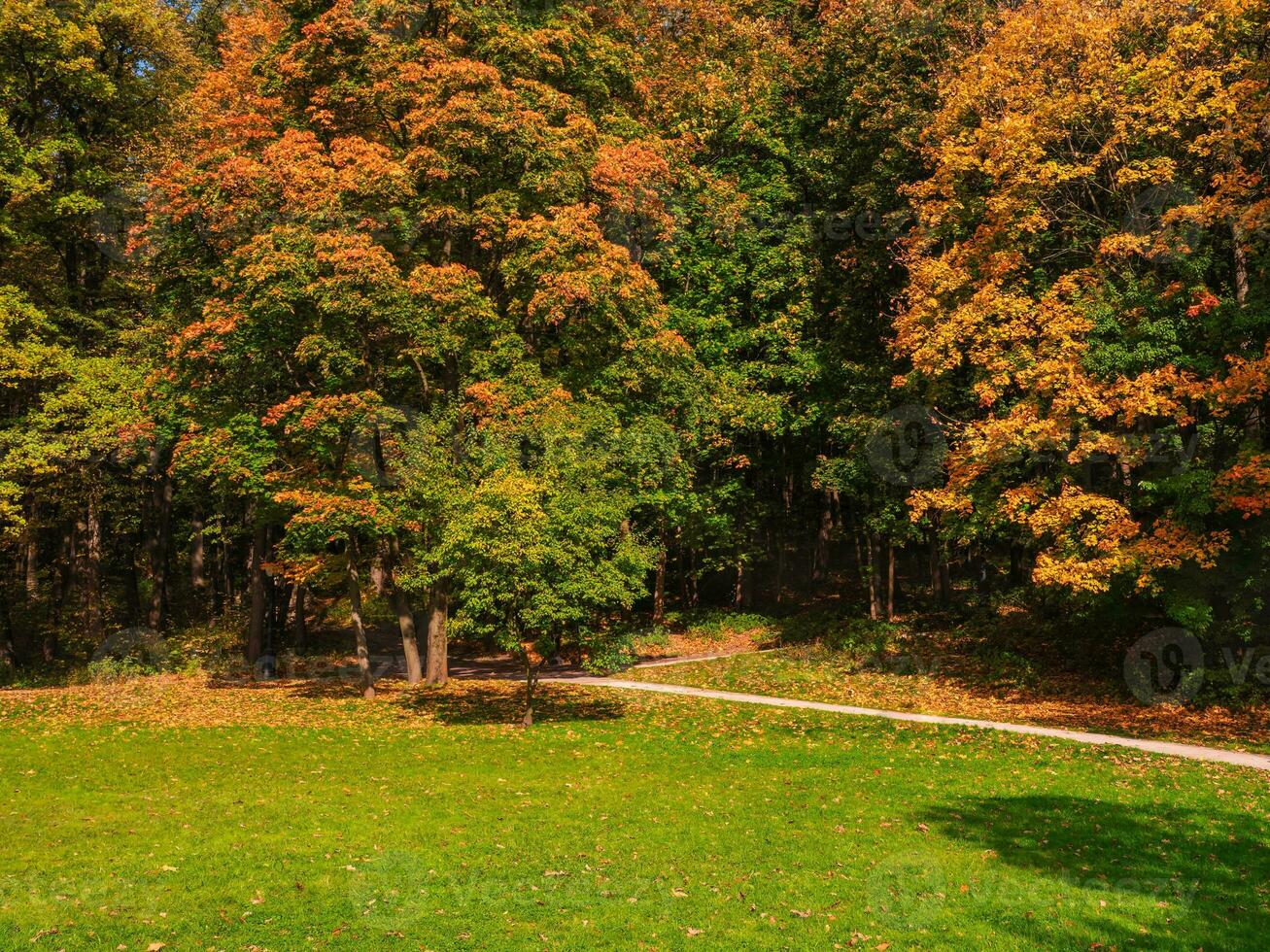 Autumn trail in sunny park. Autumn nature. Beautiful autumn park with red maples. photo