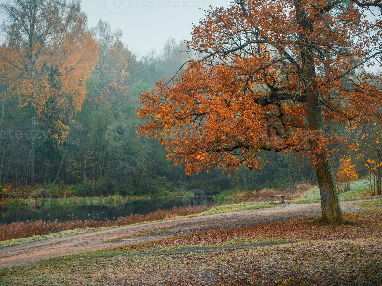 un rama de un rojo roble árbol en el antecedentes de un otoño lago. natural brumoso otoño paisaje. foto