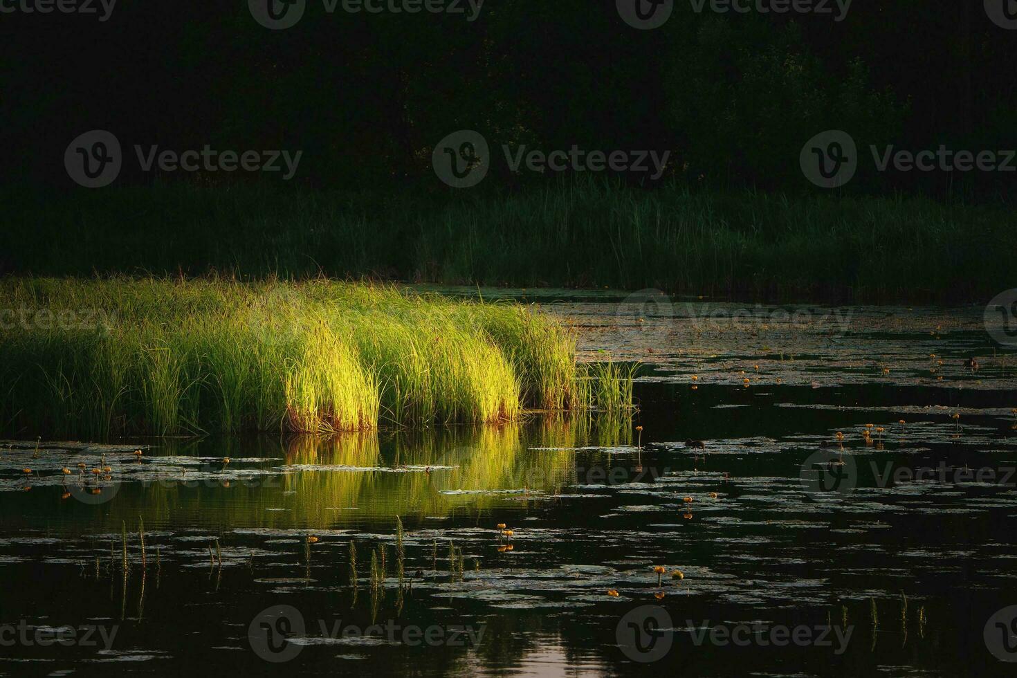 Evening sun rays on the grass growing in the swamp photo