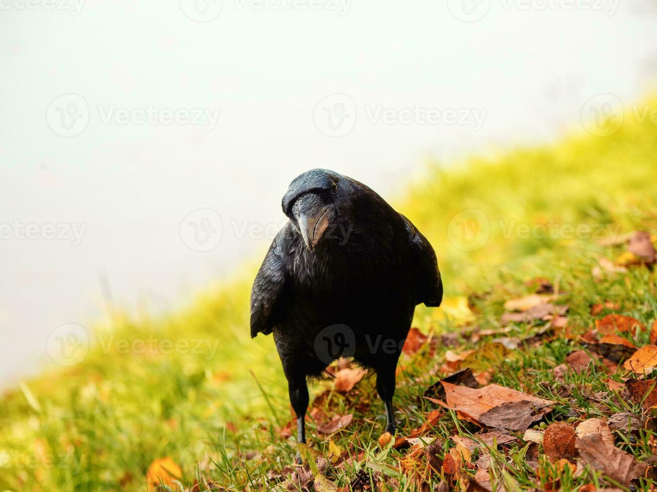 Curious big black raven posing in an autumn meadow, portrait of a black raven. photo