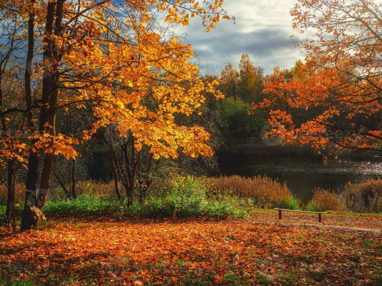 amarillo arce árbol en un brillante natural soleado otoño antecedentes foto