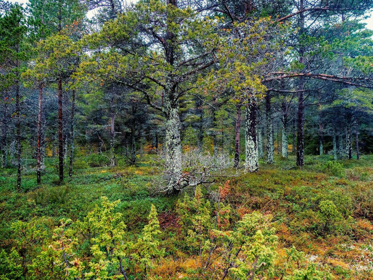 Trees covered with moss. Fabulous Northern forest. Natural background. Deep forest on the Kola Peninsula photo