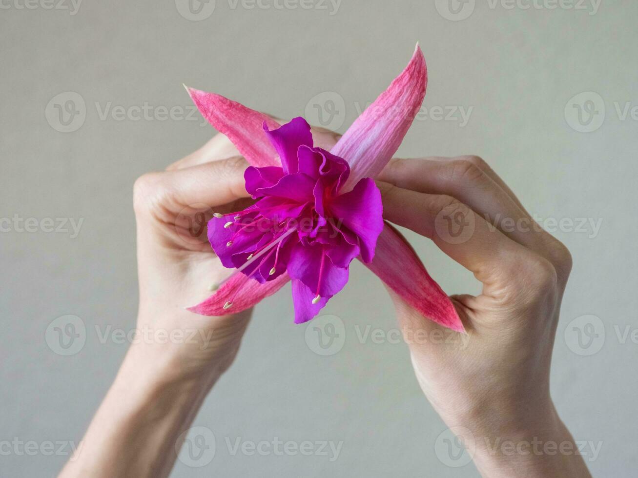 de cerca de hermosa mujer manos con púrpura flor foto