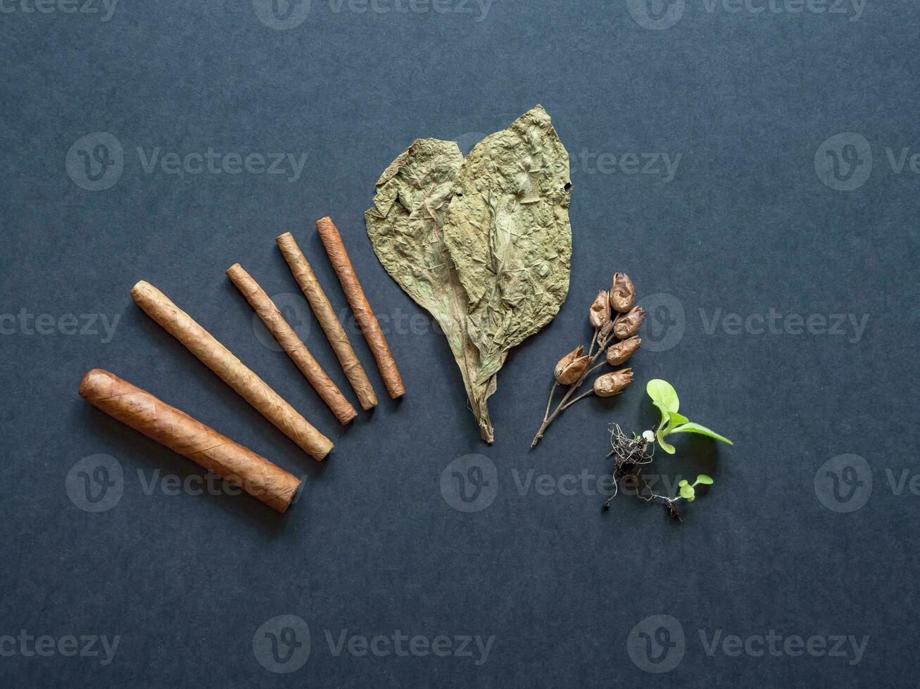 Cigars, tobacco leaves and tobacco seeds are laid out on the table with a fan photo