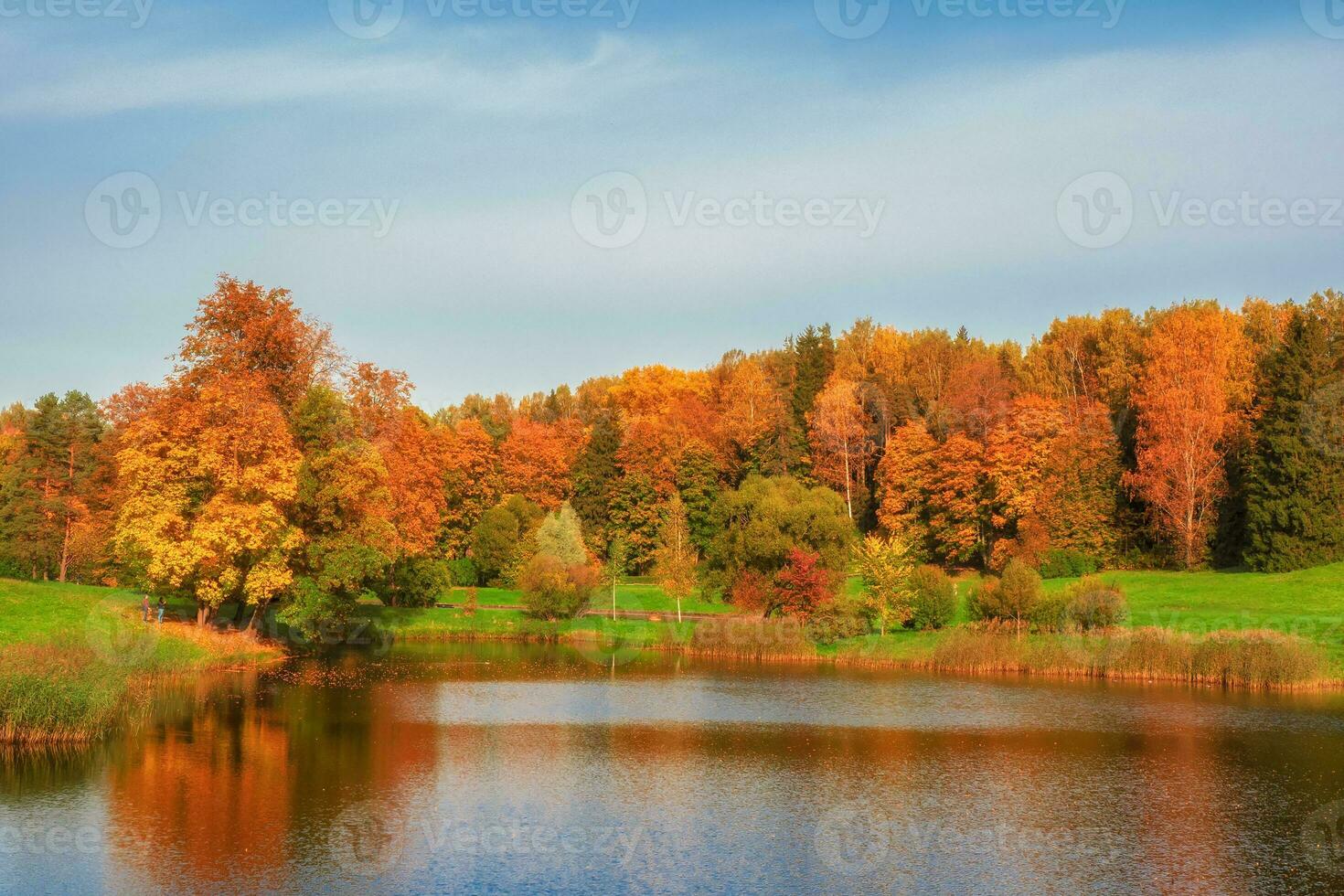 Autumn trees on the bank of the pond. Panoramic autumn landscape with red trees. photo