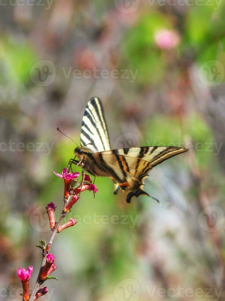 Scarce Swallowtail butterfly sitting on wild spring pink flowers. photo