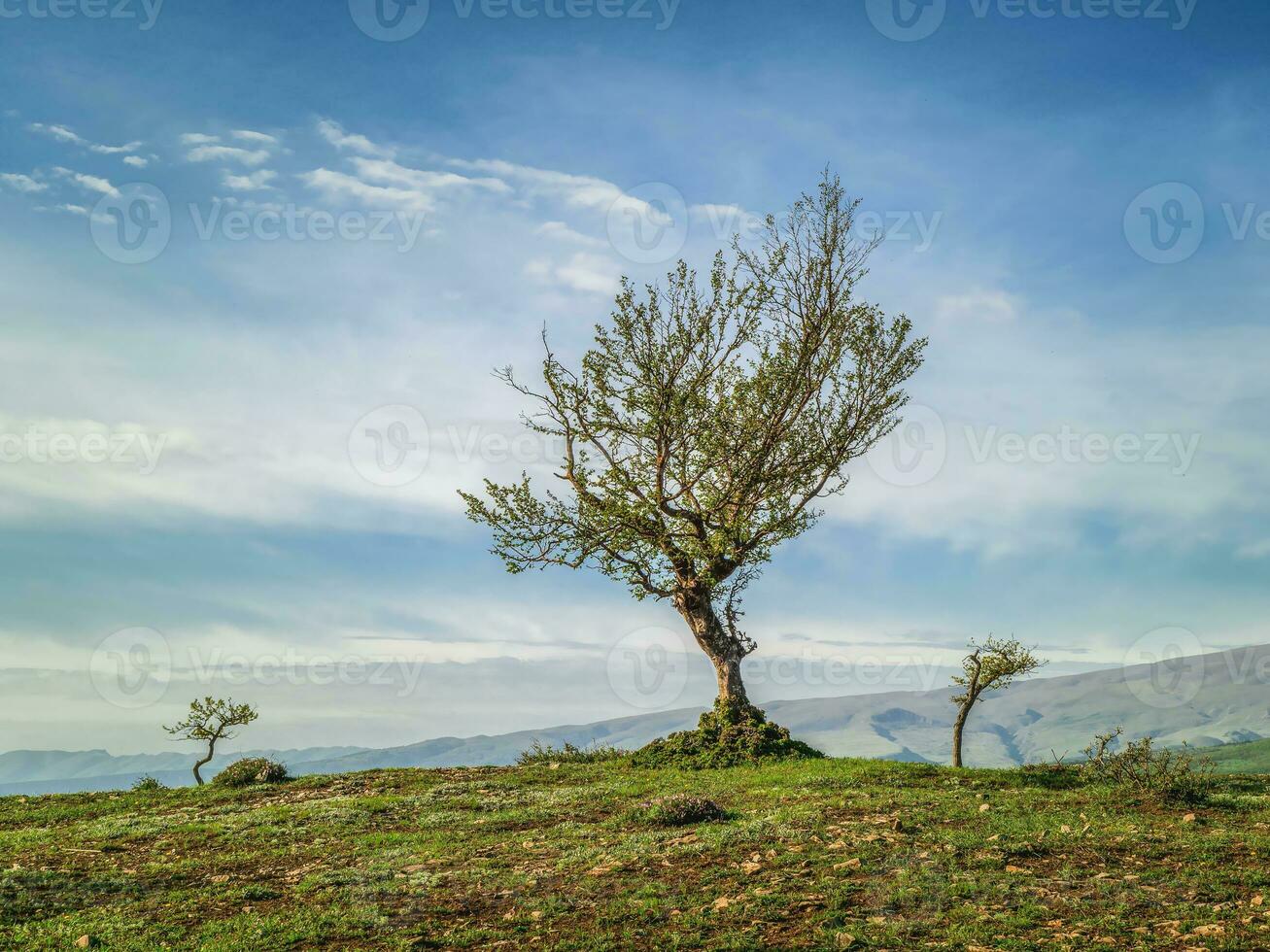 Fancy tree growing on top of the rock. High-altitude pasture. photo