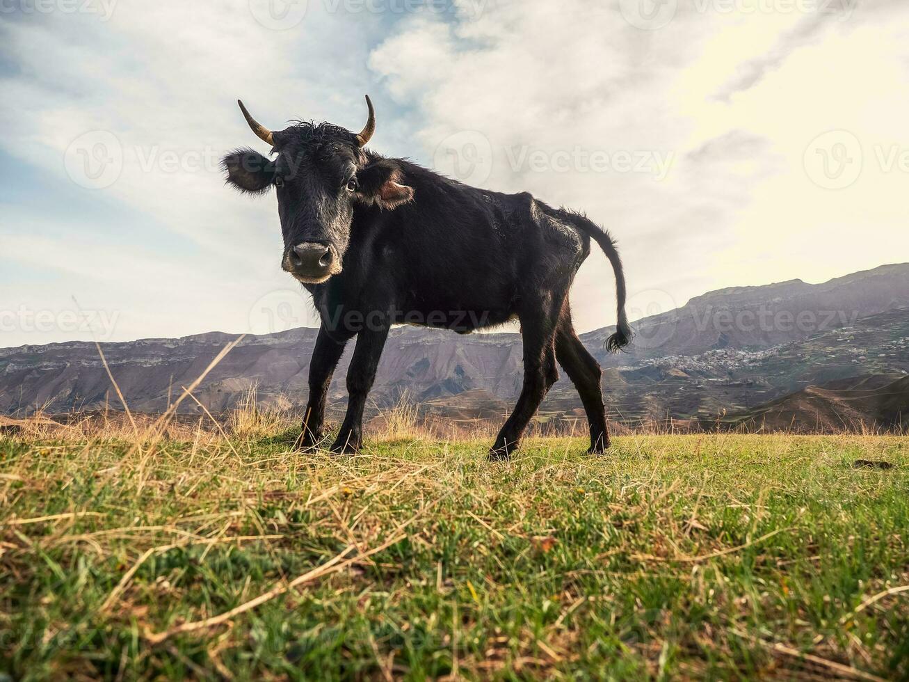 Funny black cow looks at the camera. Cow in a fresh green pasture in summer. photo