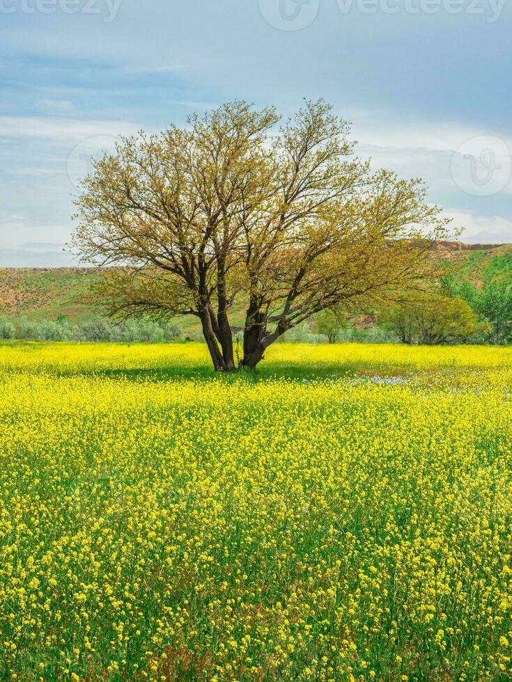 amarillo campo de floración violación y árbol en contra un azul cielo. natural paisaje antecedentes con Copiar espacio. increíble brillante vistoso primavera paisaje para fondo de pantalla. foto