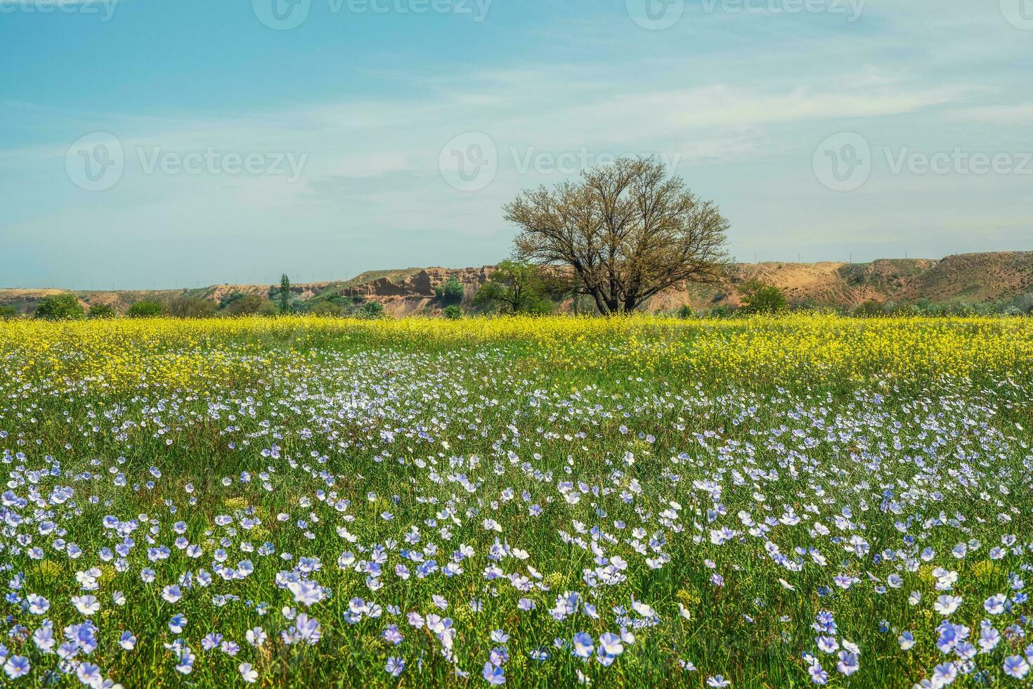 Green grass and flowering flax in the meadow. Spring or summer nature scene with blooming blue flax in sun glare. photo