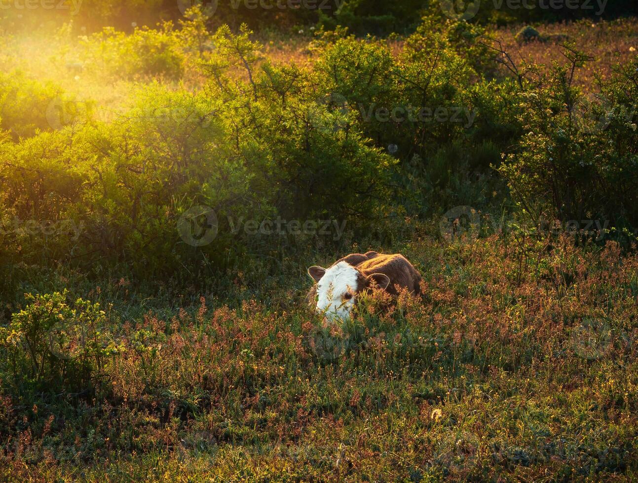A newborn calf in the morning sun in a meadow. photo