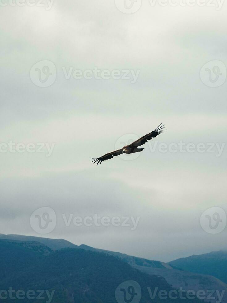 Griffon Vulture Gyps fulvus flying on the sky over the mountains, vertical view photo