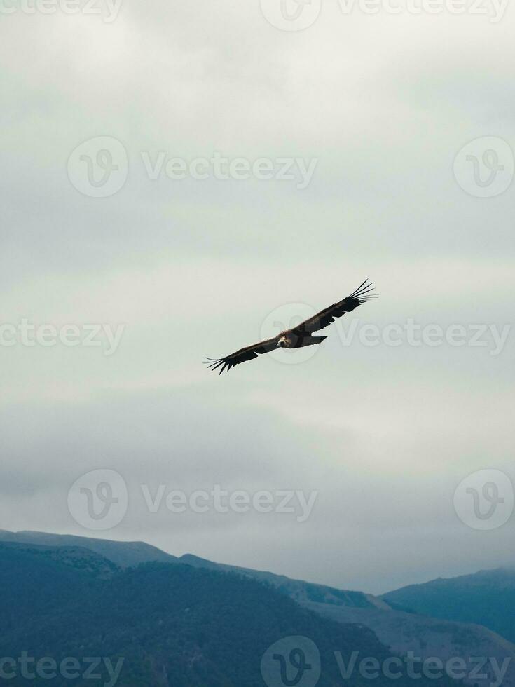 grifón buitre gyps fulvus volador en el cielo terminado el montañas, vertical ver foto