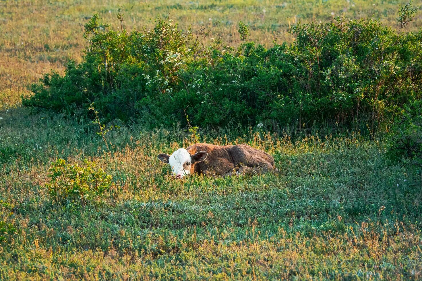 A brown calf with a white face hid in the grass. photo