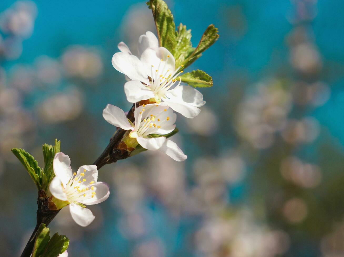 Cereza flores en el primavera. foto