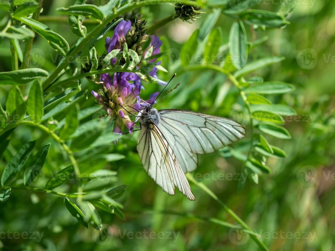 espina mariposa en un trébol flor en un borroso antecedentes de un claro. antecedentes de fauna silvestre. foto