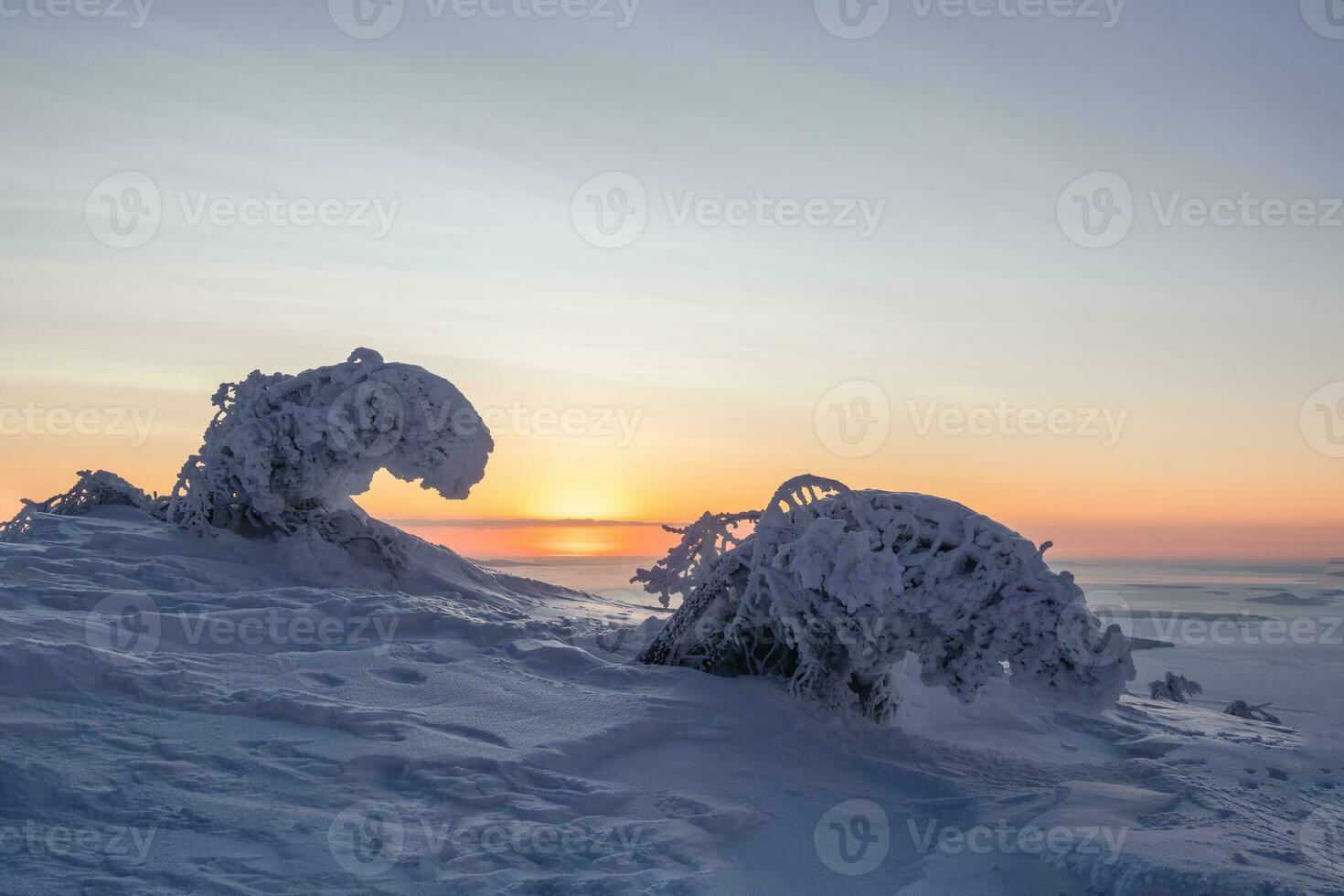 Magical bizarre silhouette of fir tree are plastered with snow at purple dawn background. Arctic harsh nature. Mystical fairy tale at the winter mountain. Snow covered Christmas fir on mountainside. photo