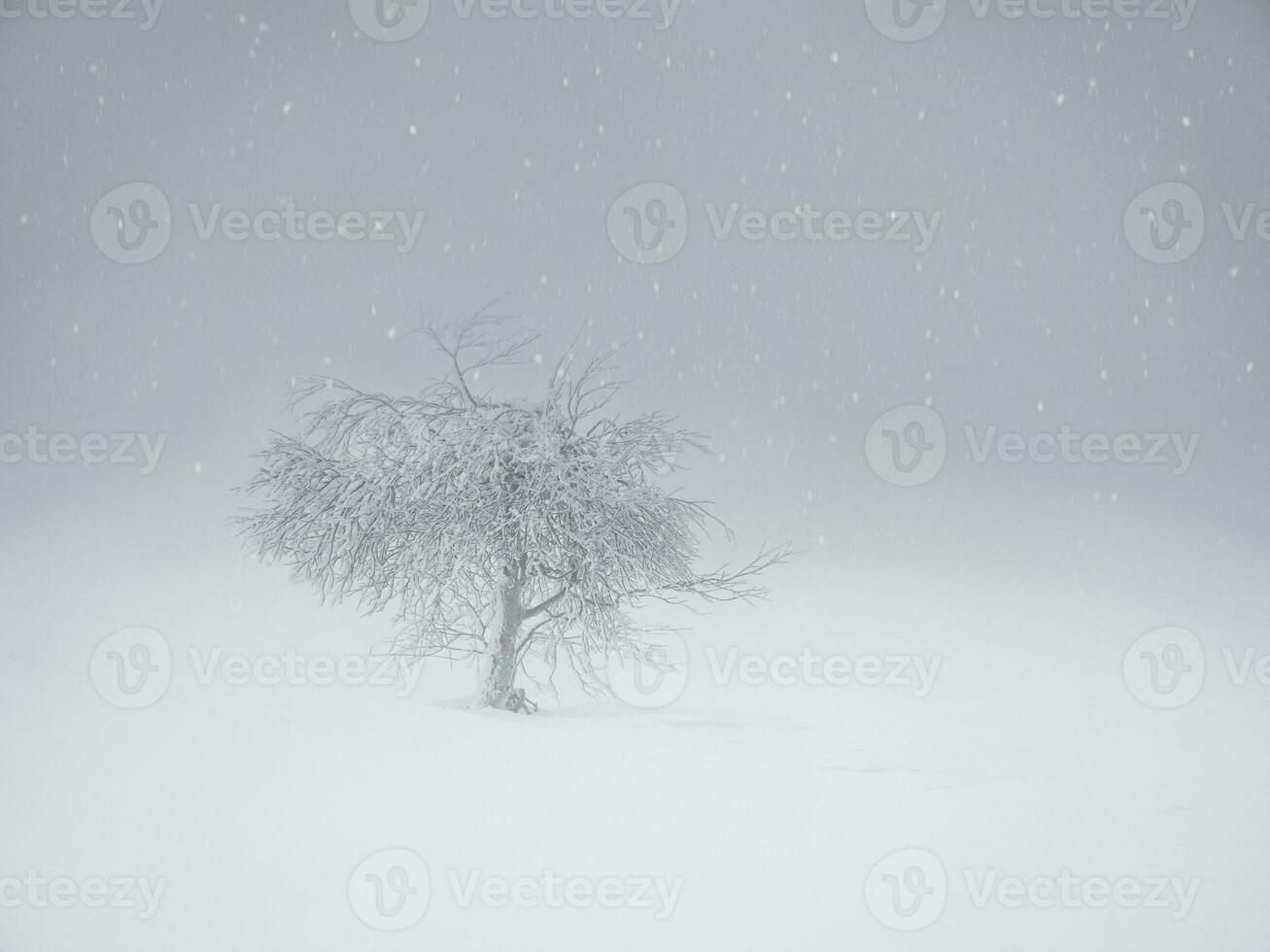 Soft focus. White haze. Minimalistic background with a snow-covered lonely tree on a mountain slope. Magical bizarre silhouette of tree are plastered with snow. Arctic harsh nature. Copy space. photo