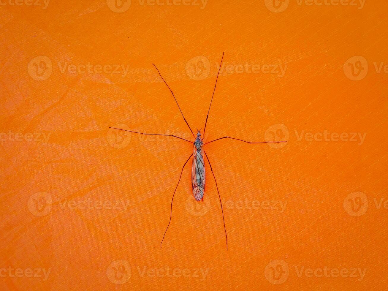 Big mosquito are sitting on an orange tent. Close-up. photo