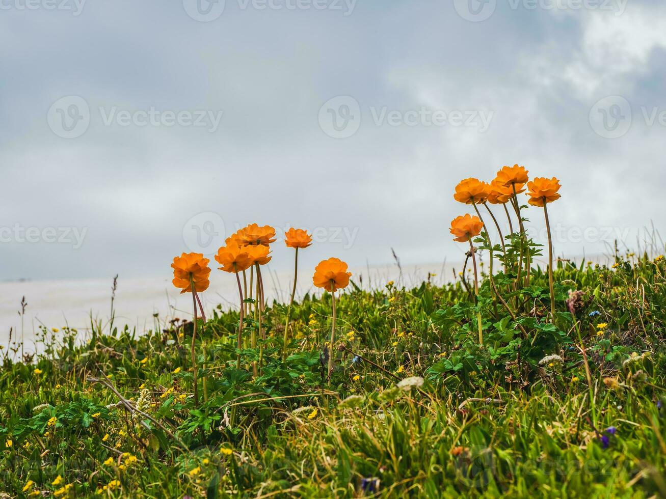 Trollblume in spring Globeflower in front of the white glacier. photo