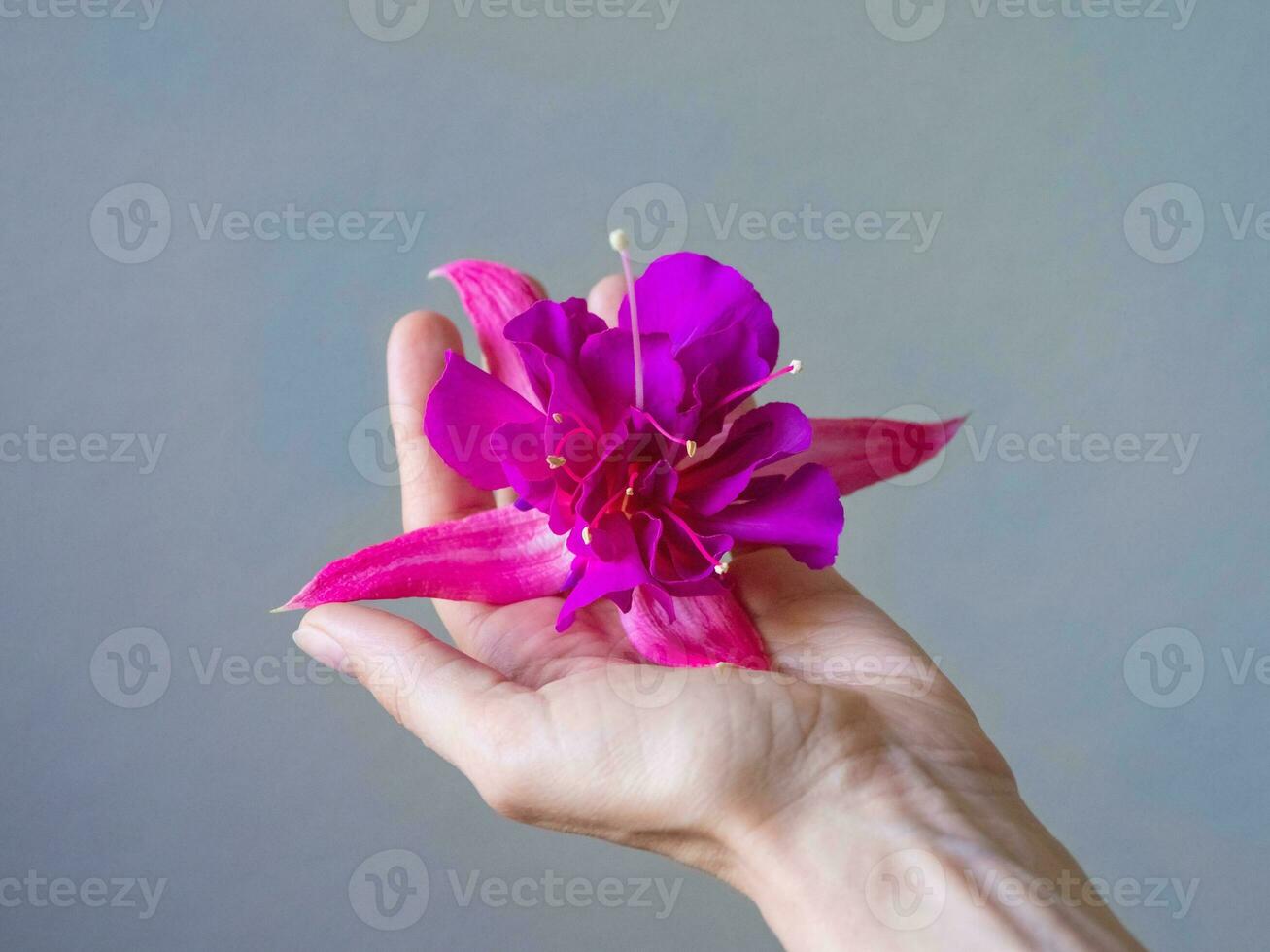 de cerca de hermosa mujer mano con púrpura flor foto